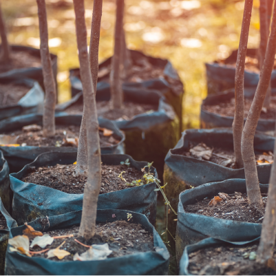 Buy Floor Pads, Plant Trees! Thumbnail